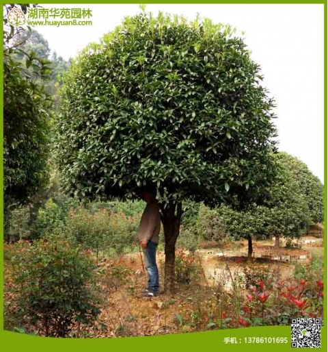 桂花樹